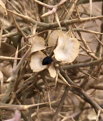 Exochomus nigripennis