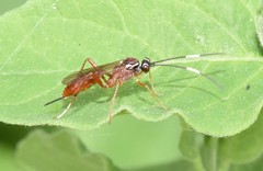 Ischnus inquisitorius