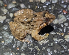 Limnonectes fujianensis