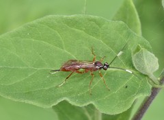 Ischnus inquisitorius