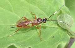 Ischnus inquisitorius