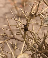 Exochomus nigripennis