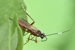 Ischnus inquisitorius