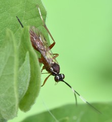 Ischnus inquisitorius