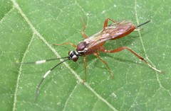 Ischnus inquisitorius