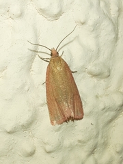 Celypha rosaceana