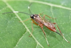 Ischnus inquisitorius