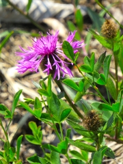 Centaurea rhaetica