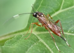 Ischnus inquisitorius