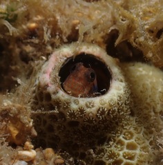 Strasburg's Blenny photo 3