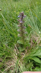 Ajuga pyramidalis