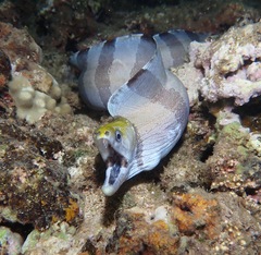 Banded Moray photo 1
