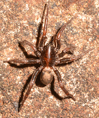 Drassyllus