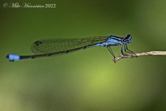 Enallagma divagans