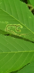 Phytomyza aesculi