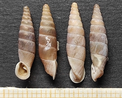 Carinigera lophauchena