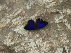 Eunica orphise