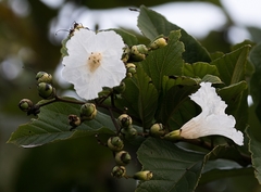 Cordia superba