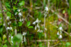 Eriophorum viridicarinatum