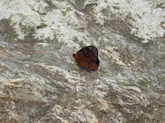 Eunica orphise