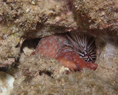 Callistoctopus luteus