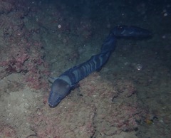 Conger marginatus