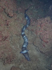Conger marginatus