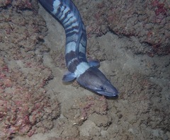 Conger marginatus