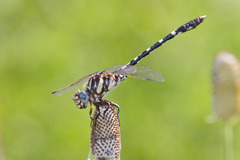 Progomphus obscurus