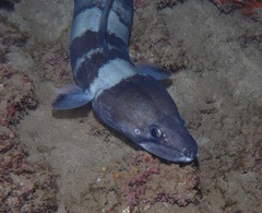 Conger marginatus