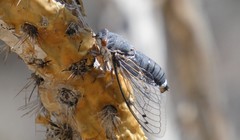 Hadoa chiricahua