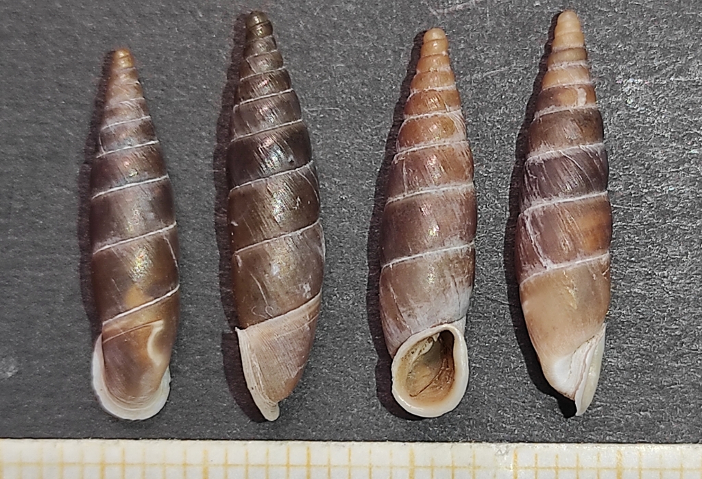 Carinigera dextrorsa