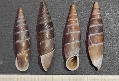 Carinigera dextrorsa