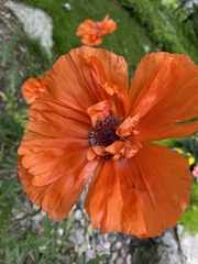 Papaver × pseudo-orientale