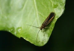 Chimarra marginata