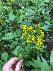 Packera sanguisorbae