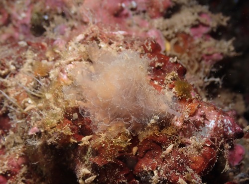 Cymatium clandestinum, 2022-06-01