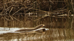 Galictis cuja