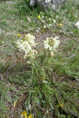 Pedicularis comosa