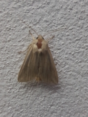 Mythimna riparia