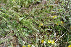 Pedicularis comosa