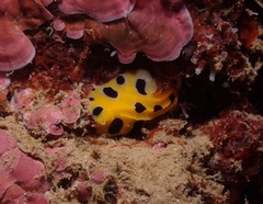 Phyllidia polkadotsa
