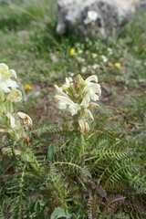 Pedicularis comosa