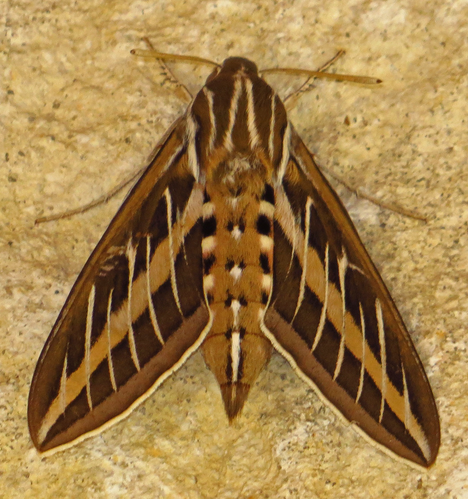 White-lined Sphinx from Medina County, TX, USA on June 15, 2018 at 11: ...