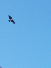 Milvus migrans lineatus