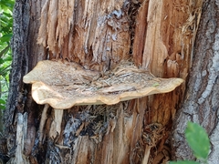 Cerioporus squamosus