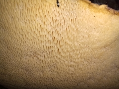 Cerioporus squamosus