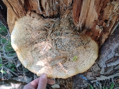 Cerioporus squamosus