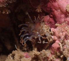 Isarachnanthus