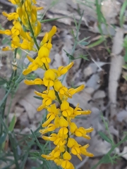 Genista tricuspidata